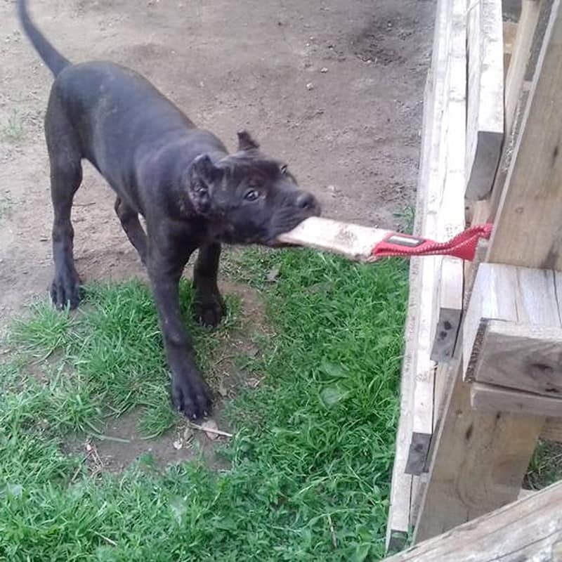 Короткая кусалка из джута для щенка питбуля «Motivation in Dog Training»